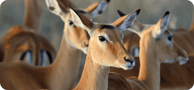 CodeKick is genomineerd voor Trends Gazellen 2023!