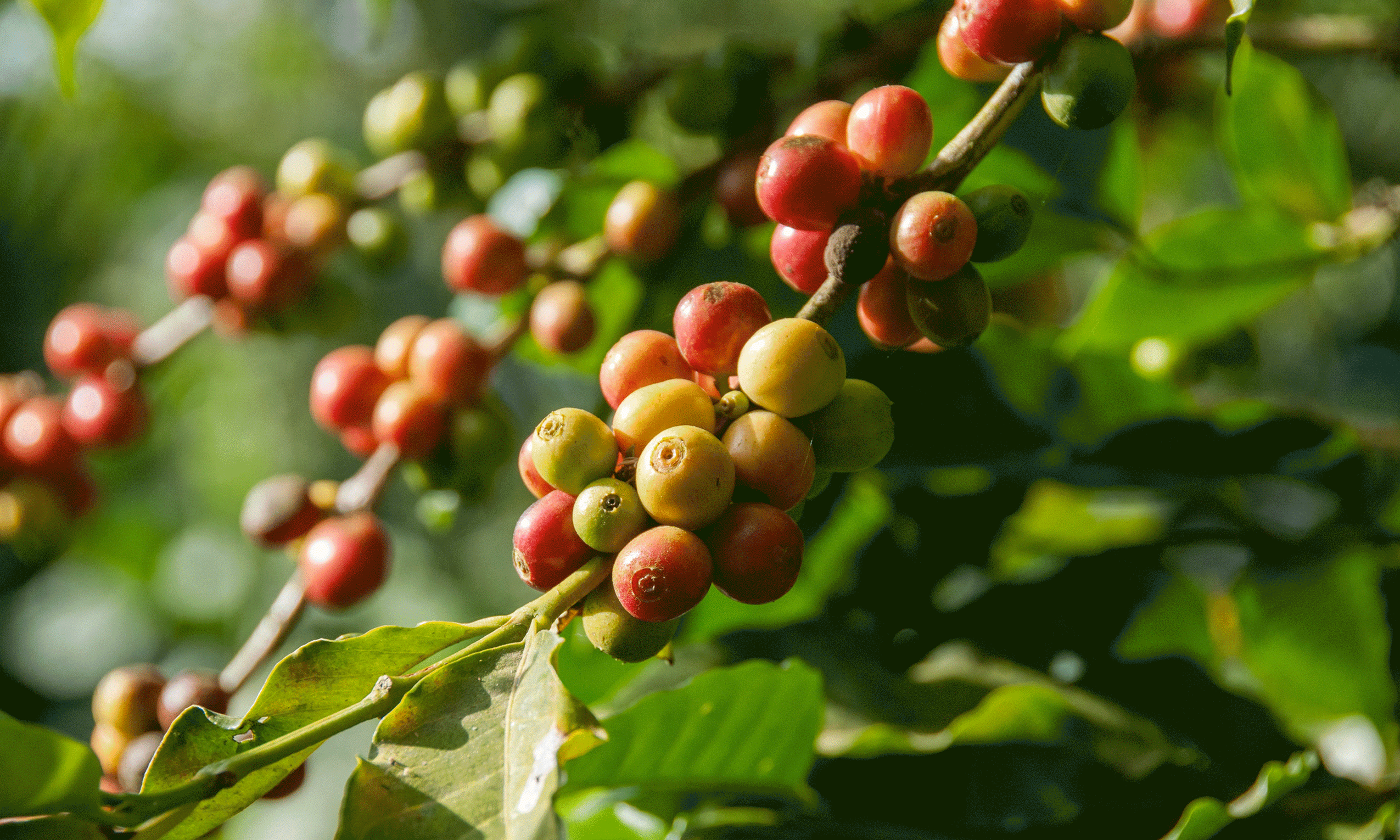 Koffieproductie: van zaadje tot koffie (deel 3)